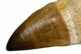 Fossil Rooted Mosasaur (Thalassotitan) Tooth - Morocco #345197-1